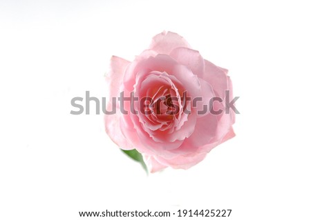close up of rose flower. pink rose,

