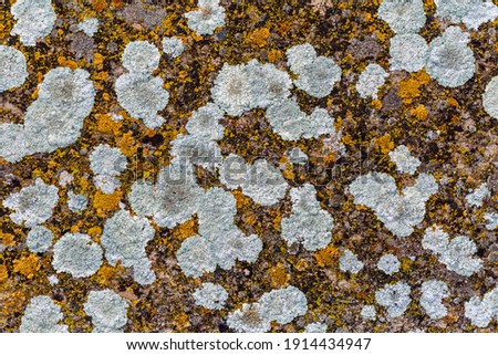 Different lichens on concrete surface.