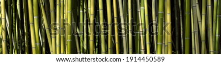 View of bamboo forest pattern Royalty-Free Stock Photo #1914450589