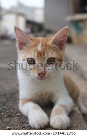 Photo of a cute cat on outdoor.