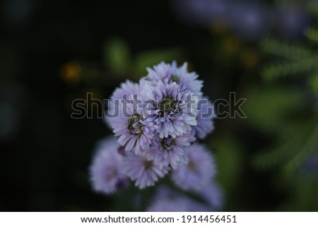 Blur-Purple chrysanthemum in garden picture background