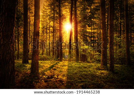 Beautiful Natural Forest Dawn Background Royalty-Free Stock Photo #1914465238