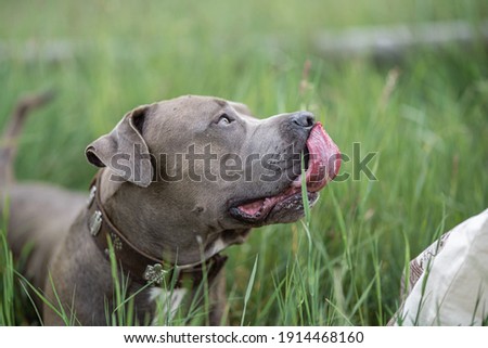 A close-up portrait of an american pitbull terrier of grey color showing tongue in green grass