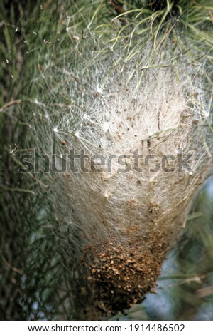 Procession caterpillars nest. Close up view of the woven nest of this species.  caterpillars still pupating inside. White gossamer outer lining. In a pine tree.