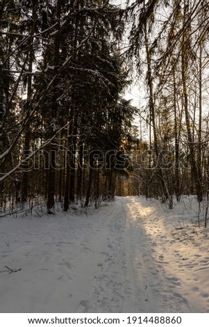path in the winter snowy forest .winter nature of Belarus