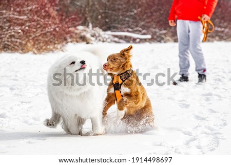 Samoyed and Nova scotia duck tolling retriver playing in the snow in the park