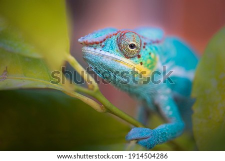 Colorful chameleon in nature. Colorful chameleon climbing on a tree Royalty-Free Stock Photo #1914504286