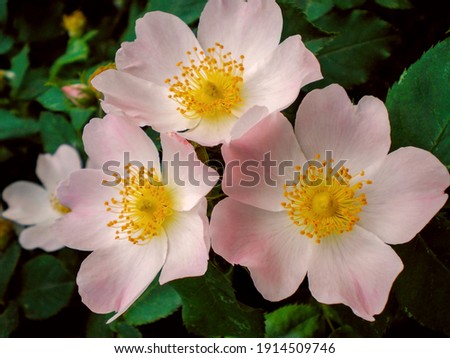 Wild rose hip flower (rosehip) briar or dogrose branch with leaf. Rose hip flowers and leaf closeup macro. Bush of rosehip briar in garden - healthy rose hip wild flower. Dogrose shrub organic briar Royalty-Free Stock Photo #1914509746