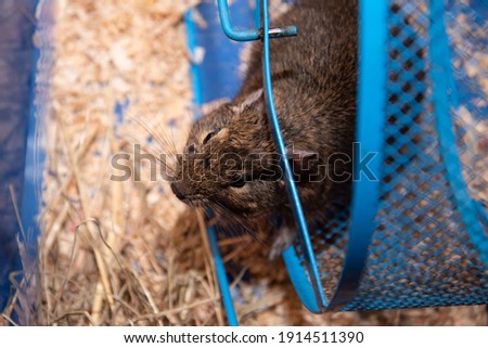 Common degus are highly social. They live in burrows, and, by digging communally, they are able to construct larger and more elaborate burrows. As a pet, the animal is larger than a golden hamster