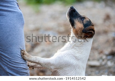 Jack Russell Terrier is looking at owner and placing paws on his leg. Friendship and love concept