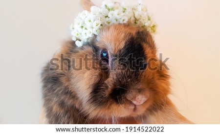 cute black brown rabbit portrait with gypsophila flowers. Selective focus and blurred background.