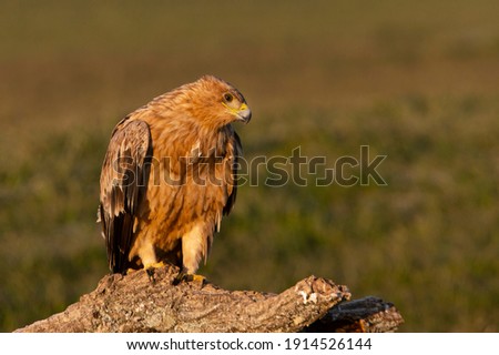 One year old female Spanish Imperial Eagle at her favorite perch in the first light of dawn