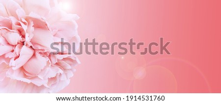 Beautiful flower on color background, space for text. Floral card design 