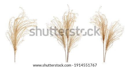 Set with beautiful decorative dry flowers on white background, banner design  Royalty-Free Stock Photo #1914551767
