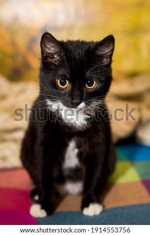 

A small young black and white cat is sitting