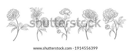 set of differents peony decoration on white background Royalty-Free Stock Photo #1914556399