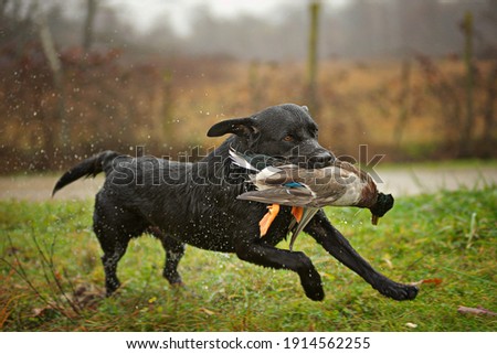 Black Labrador Retriever is running and fetching a duck. Duck hunting, labrador is retrieving game to hunter