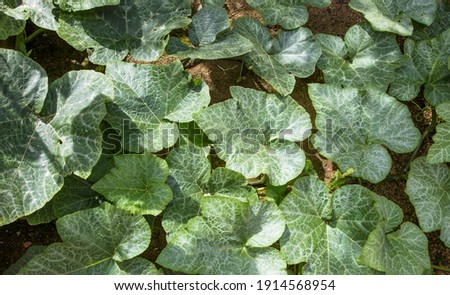 Green leaves of the pumpkin plant.