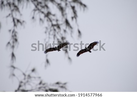 Eagle flying on the sky. Location: Kerala, India Date 21-10-2018