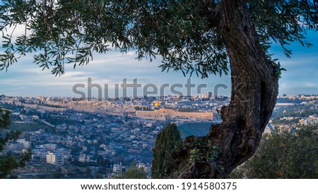 Beautiful sunlit view from an olive tree on Sherover Promenade, overlooking Old city Jerusalem, with Hurva Synagogue and the Dome of the Rock on the Temple Mount