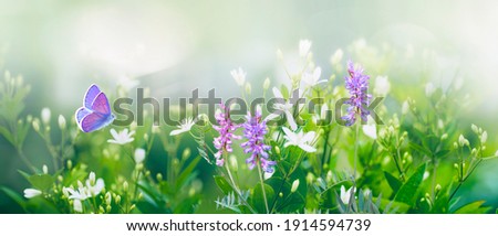 Purple butterfly flies over small wild white flowers in grass in rays of sunlight. Spring summer fresh artistic image of beauty morning nature. Selective soft focus. Royalty-Free Stock Photo #1914594739