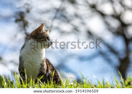 tiger cat walking on green grass
