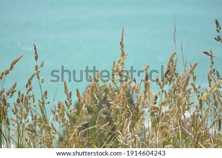 Grass against the sea backdrop