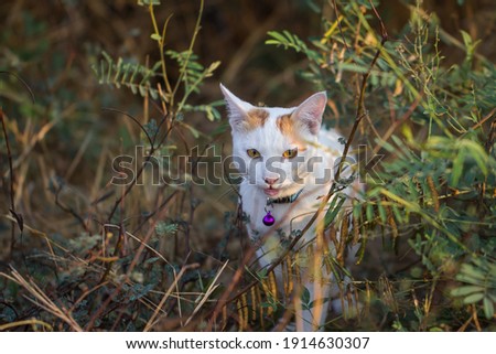 White cat with orange stripes on its head walking in the forest.