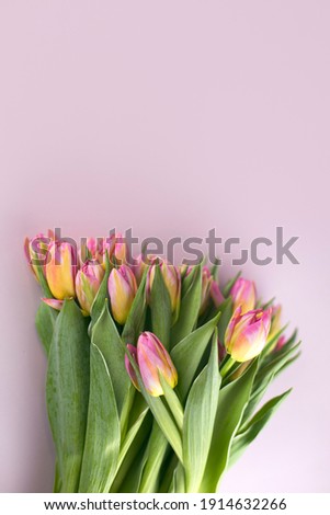 tulips on a pink background