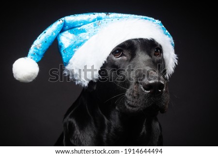 Portrait of a Labrador Retriever dog in a Santa hat, isolated on a black background. The picture was taken in a photo Studio.
