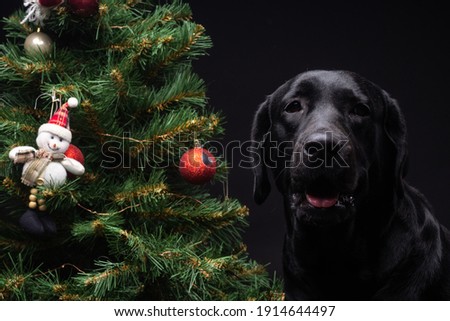 Portrait of a Labrador Retriever dog near the new year's green tree. The picture was taken in a photo Studio on a black background.
