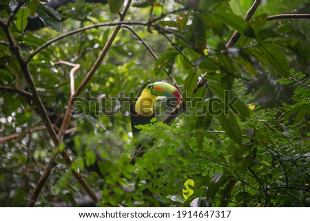 Toucan resting on a tree branch in a nature reserve in Costa Rica