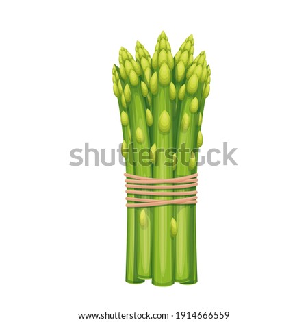 Vector asparagus. Vegetable illustration for farm market menu. Healthy food design Royalty-Free Stock Photo #1914666559