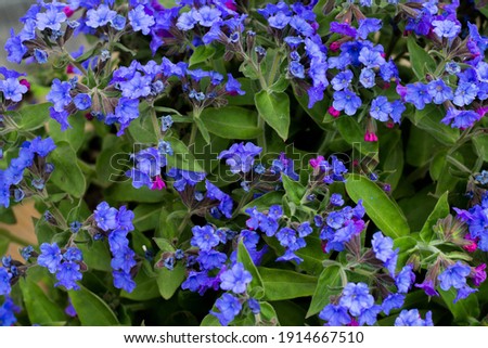Background from green leaves and purple flowers. Small purple flowers on a green background. Summer plants.