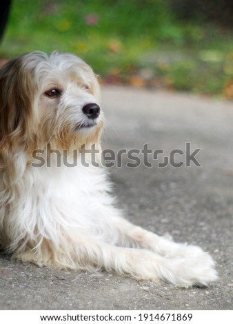 lovely long hairy white fur cute fat dirty dog playing outdoor in home garden selective focus blur background