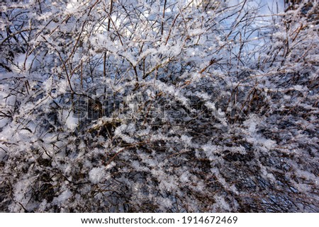 Large snowflakes cover the branches of the bush in cold winter weather. Use as background 
