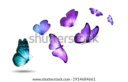 Soaring colored butterflies isolated on a white background. High quality photo
