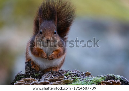 A cute fluffy squirrel looking straight at the camera. A picture with warm colors and space for copy.