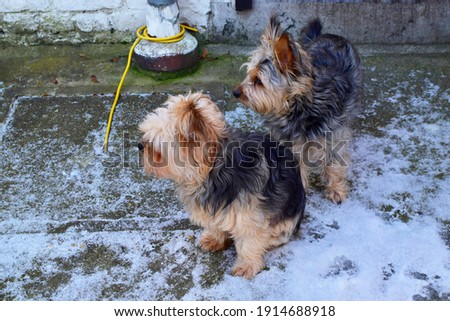 Cute small chihuahua mixed yorkshire terrier standing and sitting on the snow on the floor and looking something, look like very happy and relaxing in life. Dog outdoor and lifestyle concept.