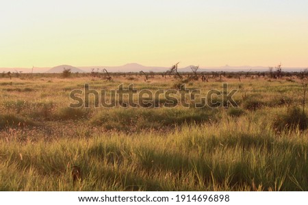 Savanna at sunset, Madikwe Reserve, South Africa. Panoramic view. beautiful and colorful sky in the background. Royalty-Free Stock Photo #1914696898