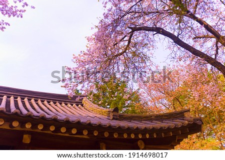 Springtime in Asia, with lovely Cherry Blossom. Happy Lunar New Year picture. 