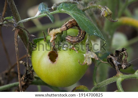 Helicoverpa armigera (Lepidoptera: Noctuidae) caterpillar on a green tomato plant. It is also called the cotton bollworm, corn earworm, or bollworm. The tomato is also ill with Phytophthora Infestans Royalty-Free Stock Photo #1914700825