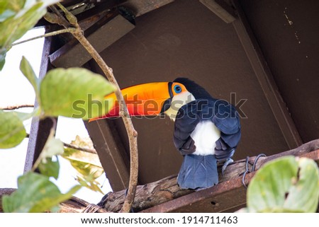 Toucan  sitting on tree branch in the zoo