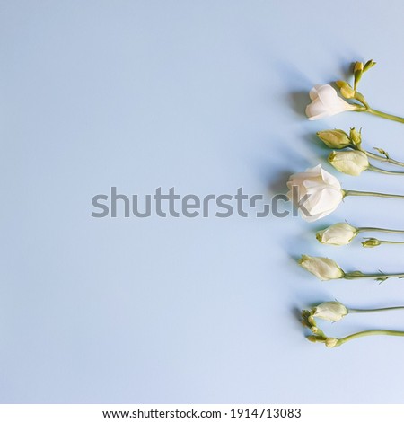 Flower line of white Eustoma flowers on light blue background. Top view, copy space. Empty space for a text or beauty product. Floral flatlay lifestyle. Square photo