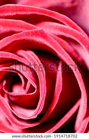 Red background. Red rose petals close-up.Abstract red natural background. Vertical, cropped shot, close-up.Valentine's day concept.