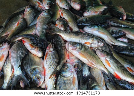 huge carp fish harvested from pond by fish farmers catla and rohu sale in indian fish market