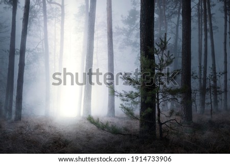Magical picture of pine forest in night with mysterious beam of light coming from sky down to the ground. Spooky foggy landscape of dark forest with some supernatural phenomenon
