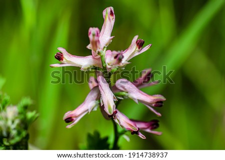 Officinal Fumitory Photographed in Sardinia, the Common Fumitory, Drug Fumitory or Earth Smoke, Macro Photography