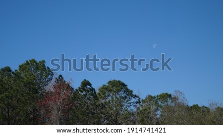 Moon set and winter forest 