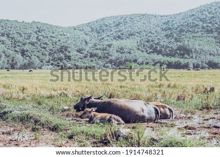 Water Buffalo Family with calf lie grass graze Together field meadow sun, forested mountains background, clear sky reflection. Landscape scenery, beauty nature animals concept summer early autumn day